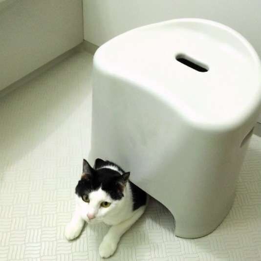 お風呂場で遊ぶ猫