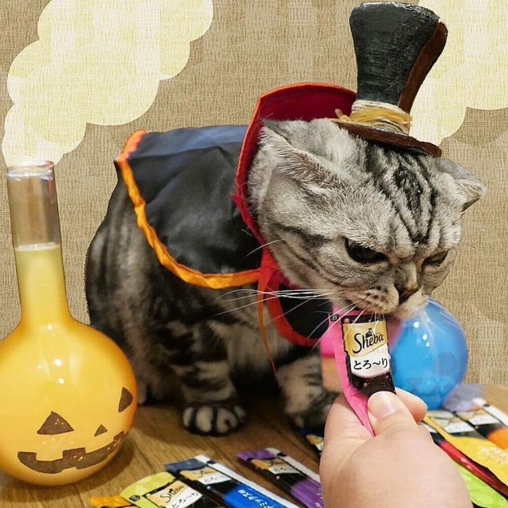 マスクを被ると即ｽﾔｧ ハロウィンモンスター ししマスク で変身した猫のお話 連載 渋ネコししまるさん 121 ねこのきもちweb Magazine