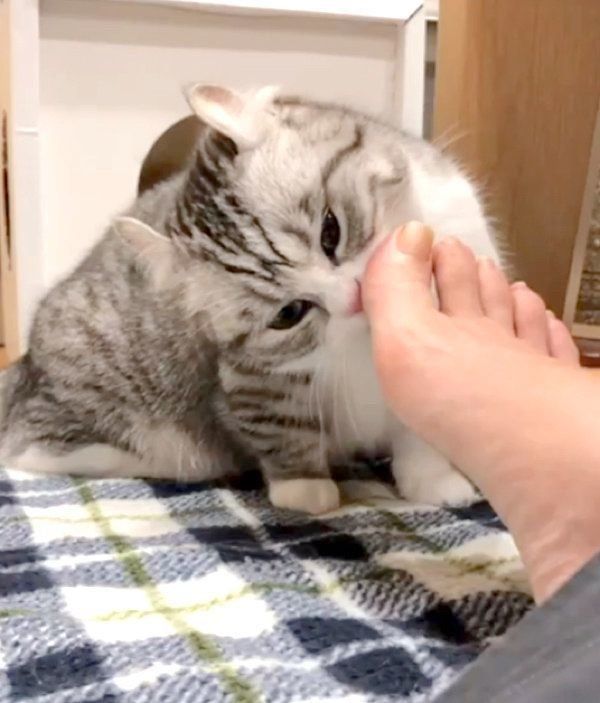 チェックが厳しいマンチカン