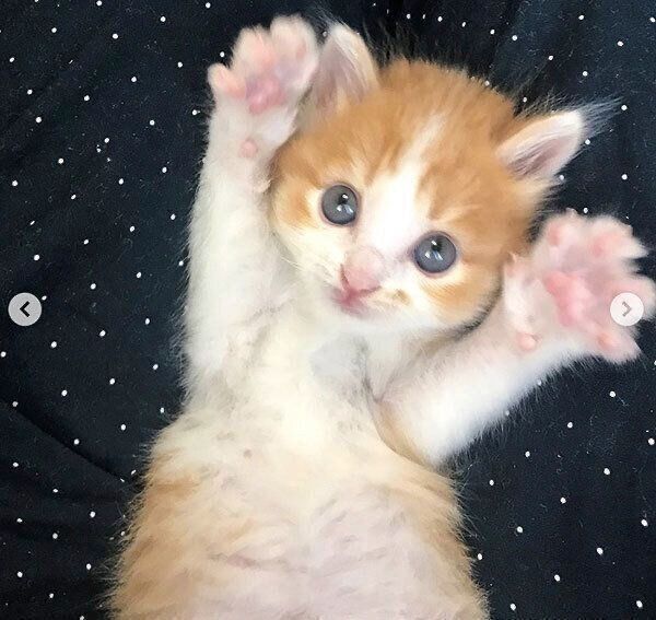 バンザイするのぶおちゃん