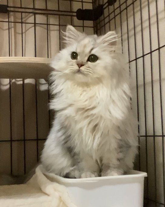 ちょこんと座っているミヌエット