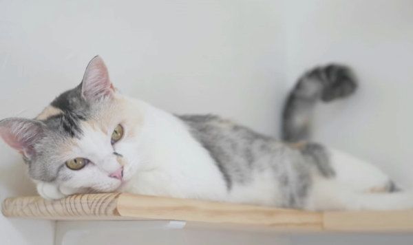 しっぽがくねくね動く三毛猫