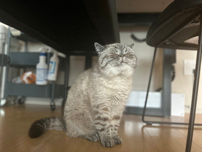 目を瞑っているエキゾチックショートヘア