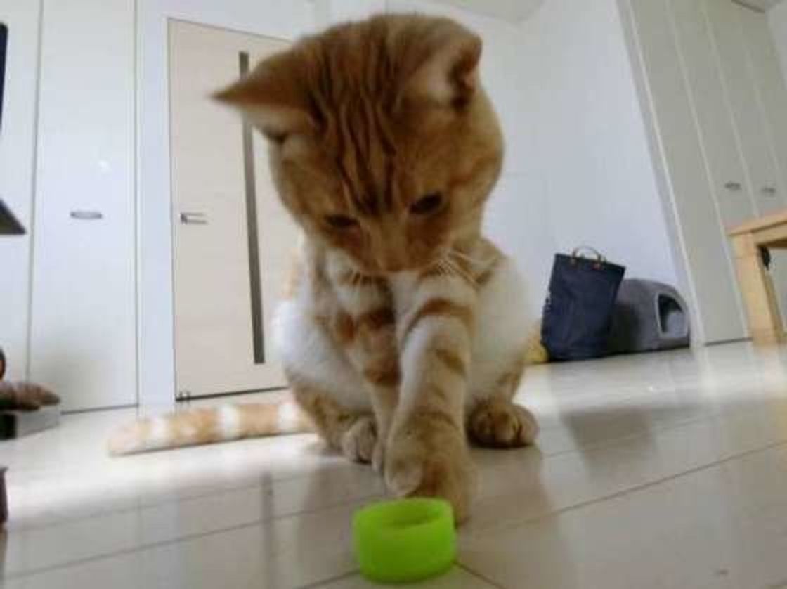 愛猫と楽しく遊ぼう カラダとココロを健やかにする遊び方 ねこのきもちweb Magazine 愛猫と楽しく遊ぼう カラダとココロを健やかにする遊び方 ねこのきもちweb Magazine