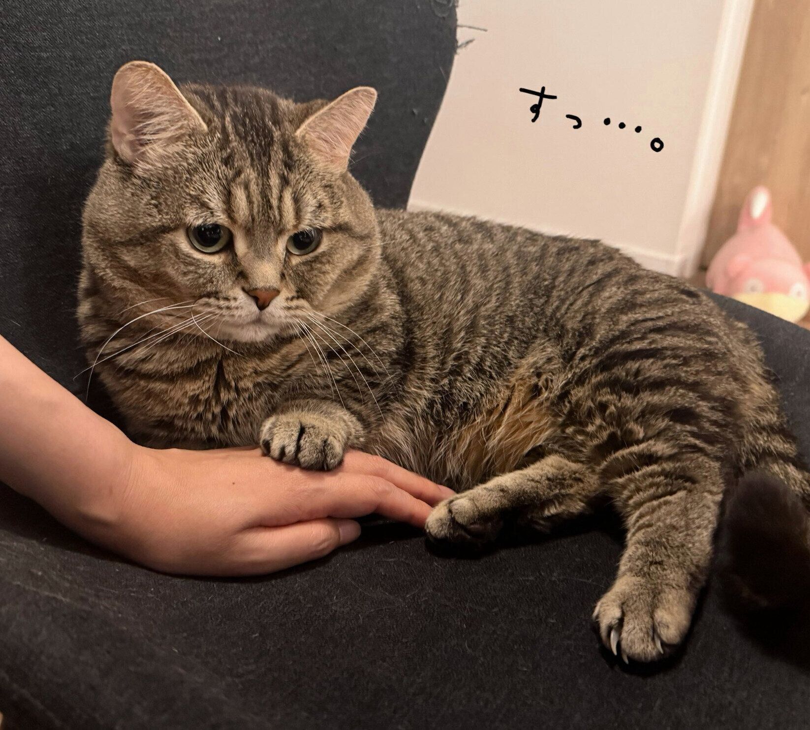 飼い主さんの手に前足を添えるびすくん