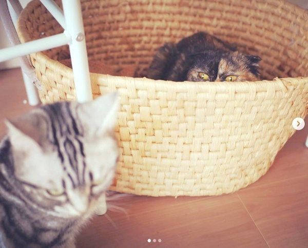 元保護猫・うにちゃんとごまちゃん