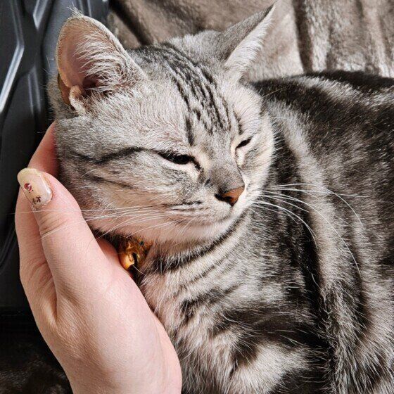 ママの手のひら枕で寝るみーちゃん