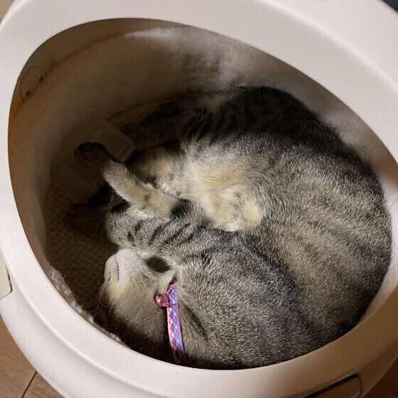 キジトラのおいもくん