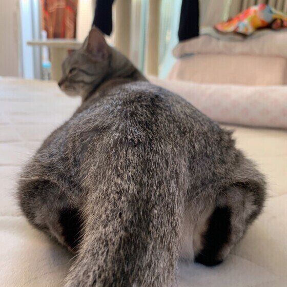 座るはなちゃん（マンチカン）