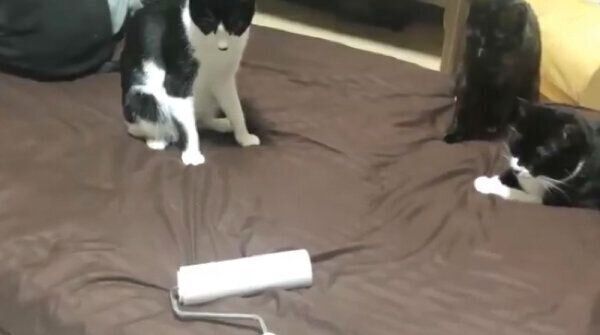 「コロコロ」にパンチする猫