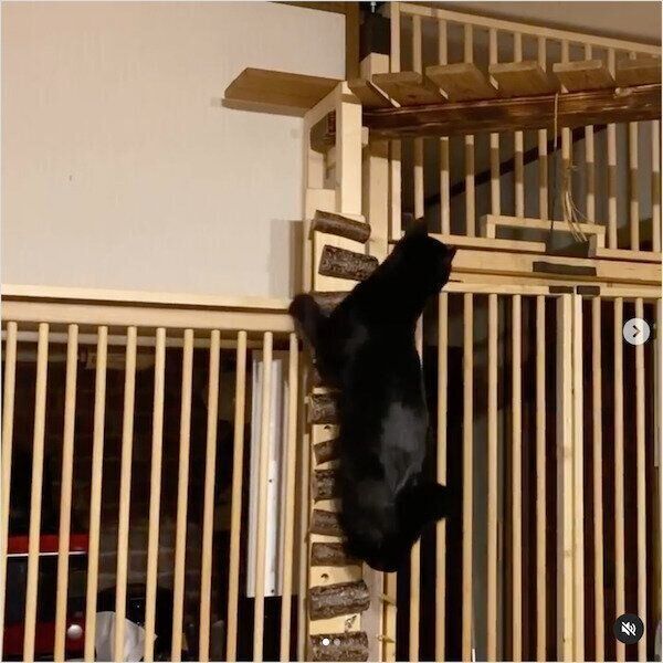 DIYキャットウォーク