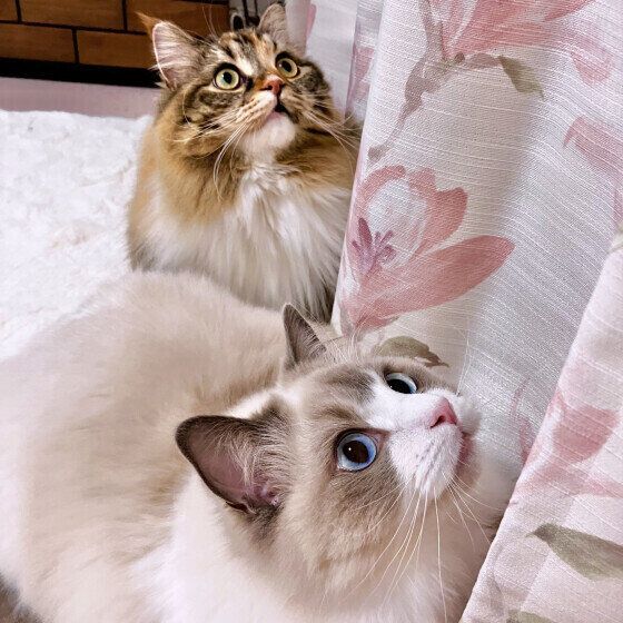 ラグドールのめるもくんたち♪