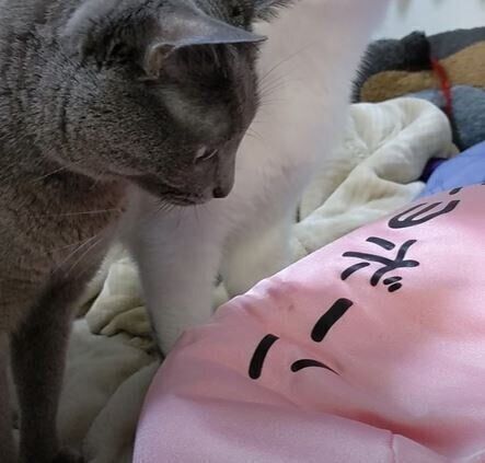 ねこ　ハムちゃん