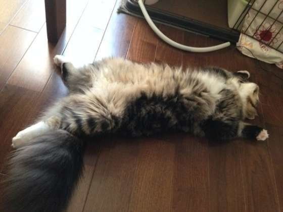 お昼寝中のWalterくん