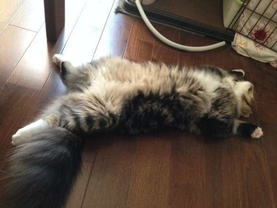 おもしろ可愛い 猫の まっすぐ寝 の秘密を詳しく解説 ねこのきもちweb Magazine おもしろ可愛い 猫の まっすぐ寝 の秘密を詳しく解説 ねこのきもちweb Magazine