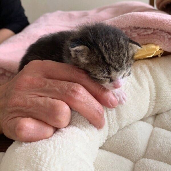 手のひらサイズほどの小ささだったクロエちゃん