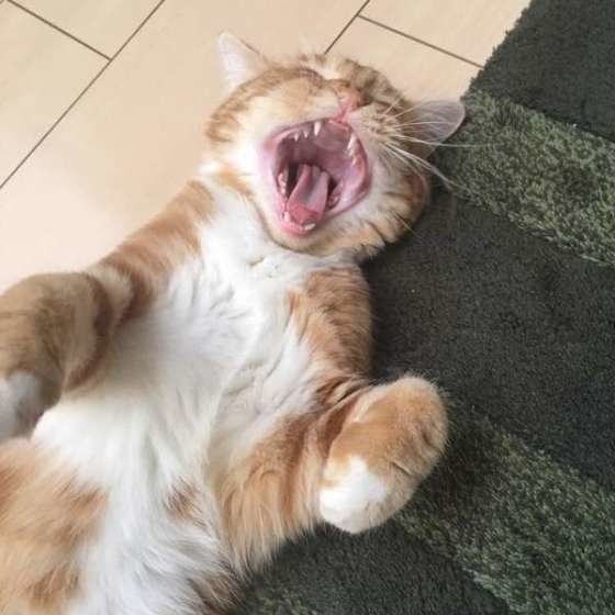 口を大きく開けるスコティッシュフォールド