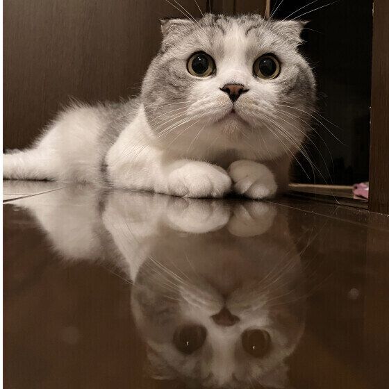 スコティッシュフォールドのわさびくん♪