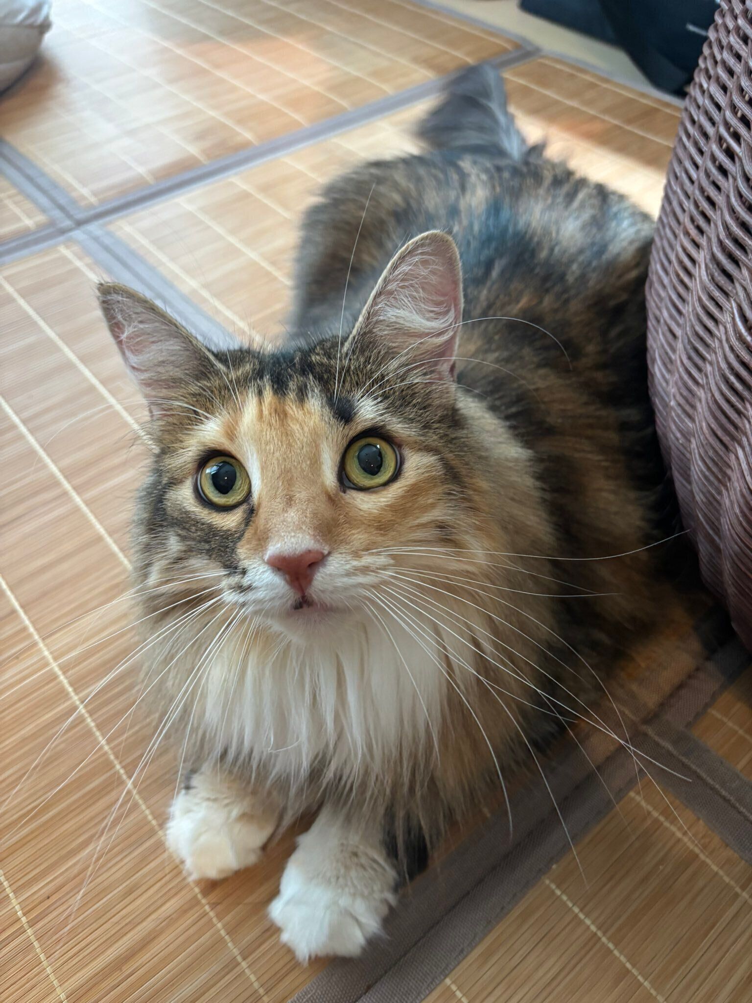 4才のノルウェージャンフォレストキャット