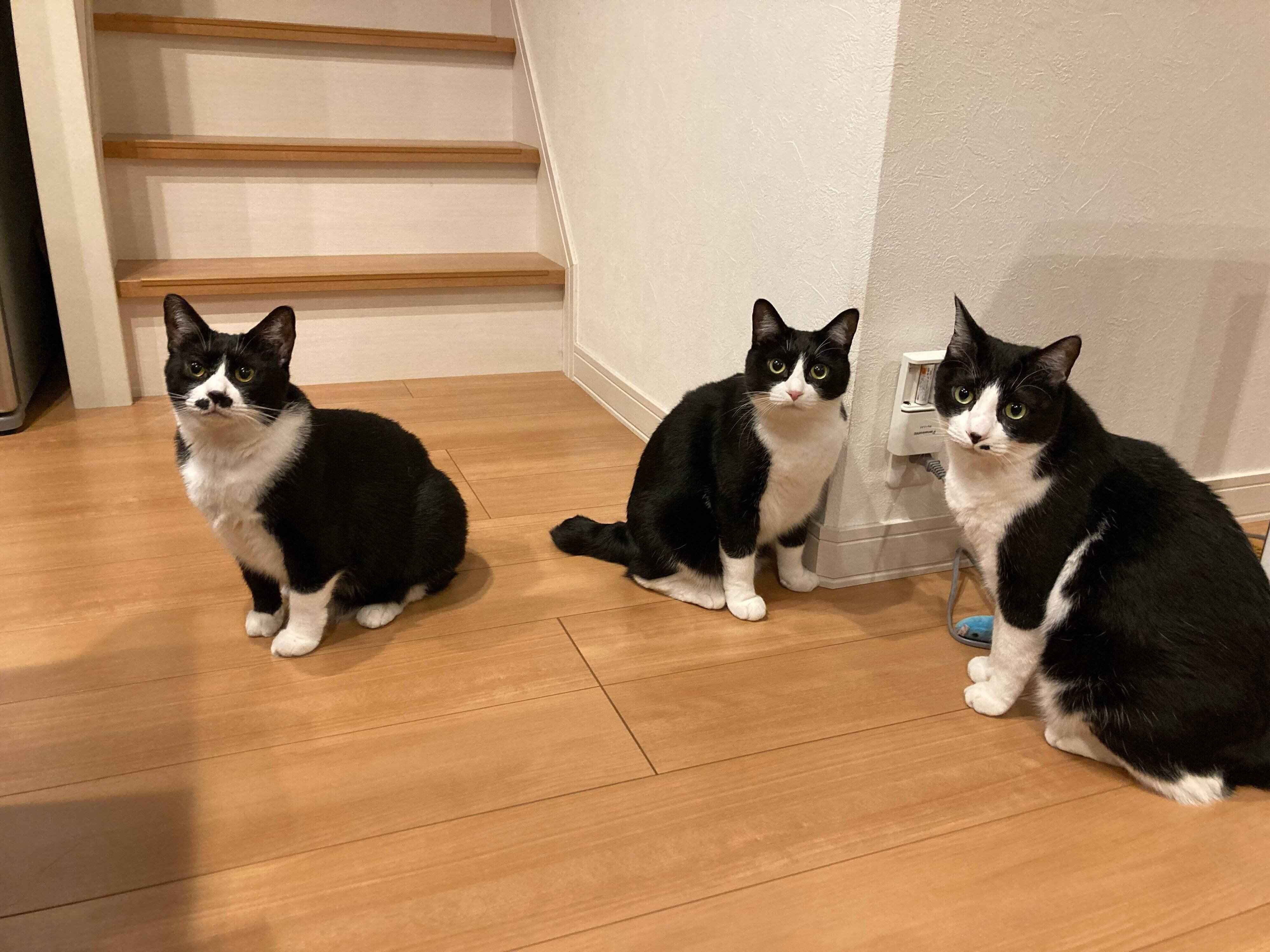 仲良しなまるもちゃん、おとちゃん、こたろうくん