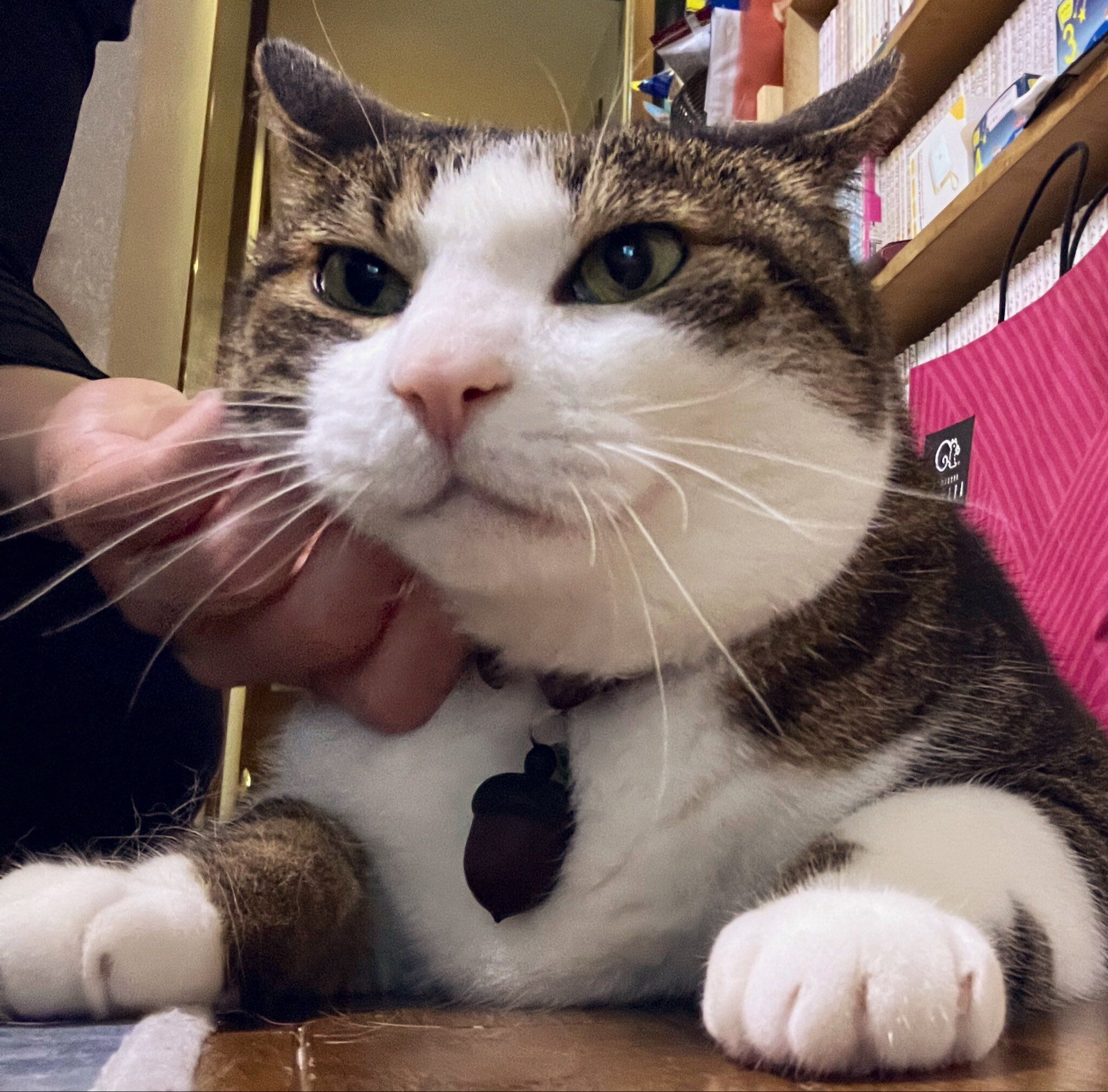 顎を撫でられている猫