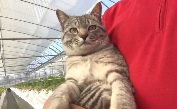 イチゴハウス内を見回るコタローくん