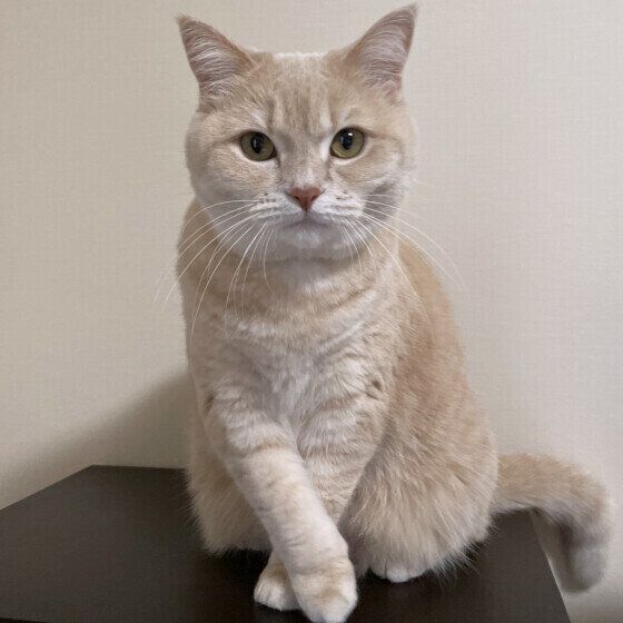 マンチカンのむぎちゃん