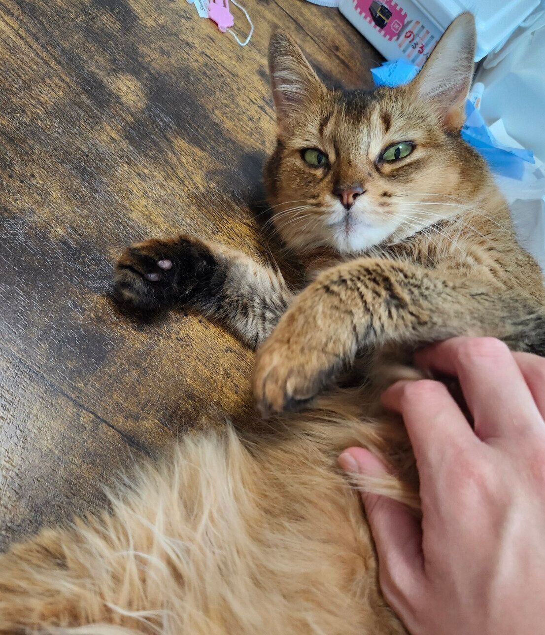 なでてもらうウェルちゃん