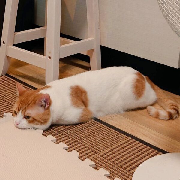 くつろぐおちゃまるくん