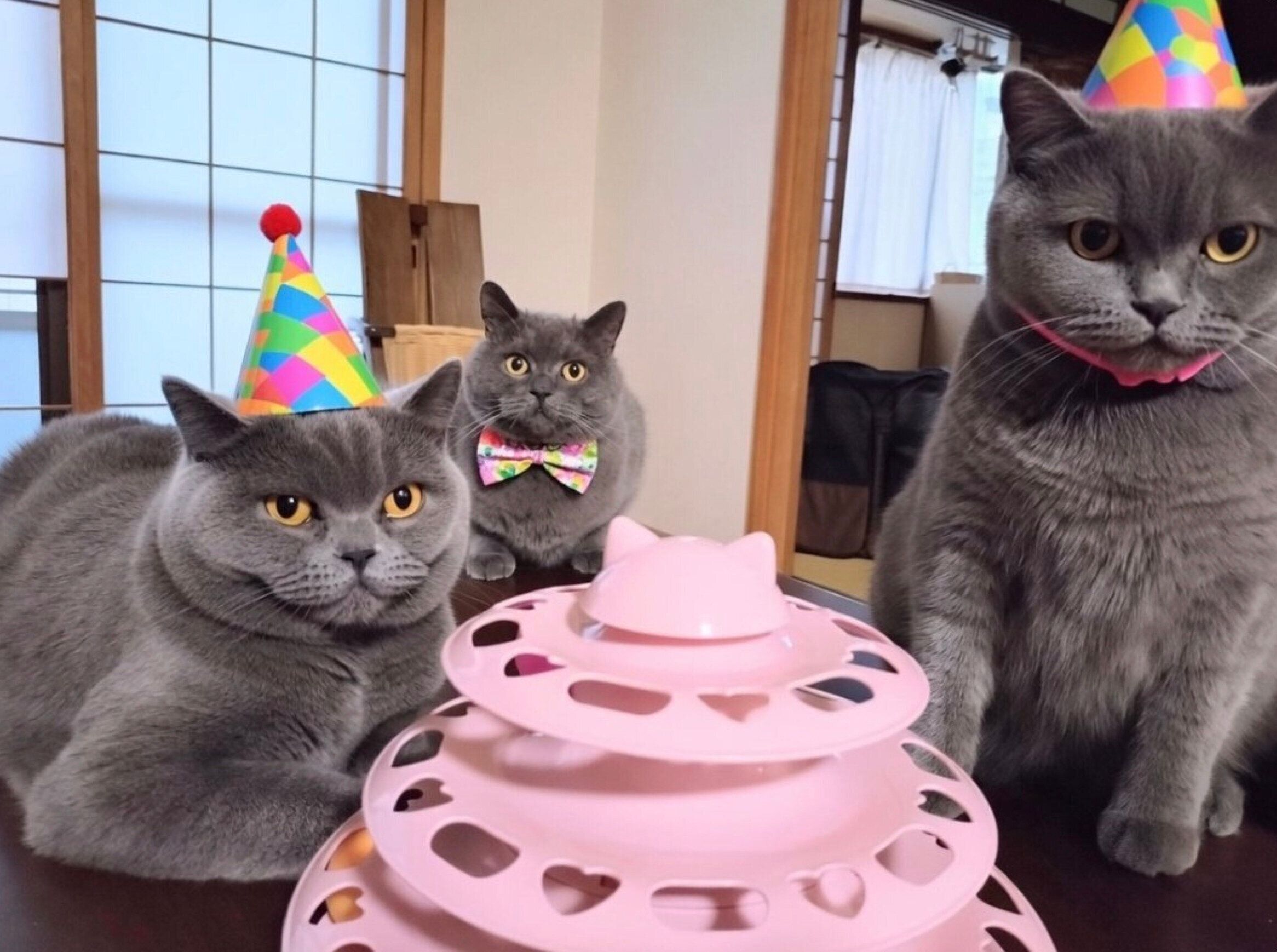 ぶりきちくん、妹猫・ももちゃん、弟猫・福くんの集合写真