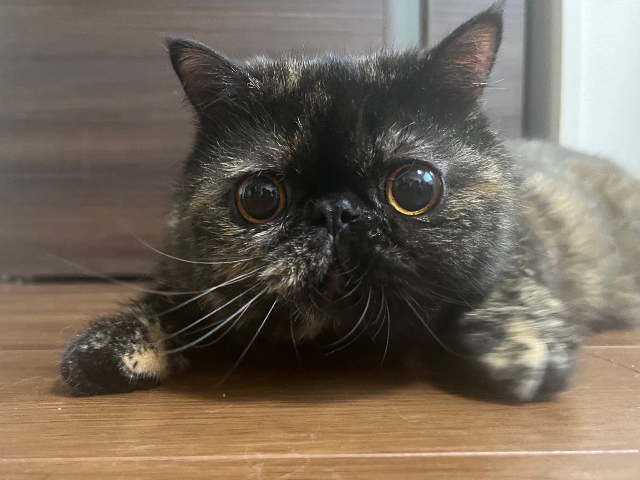 床の上にいるエキゾチックロングヘア