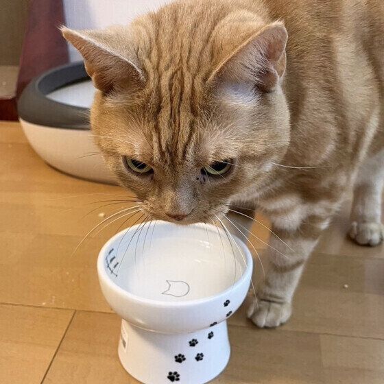水を飲むアメリカンショートヘア