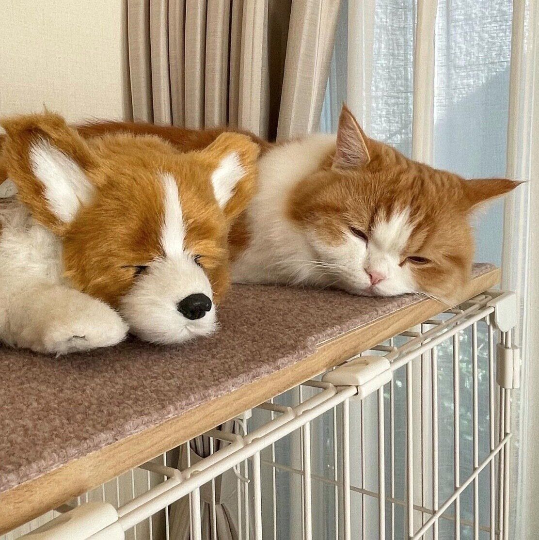 眠るなぎちゃん