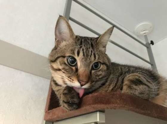 上からペロペロ