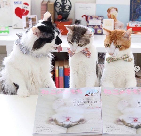 そらくん、アメリちゃん、カヌレくん