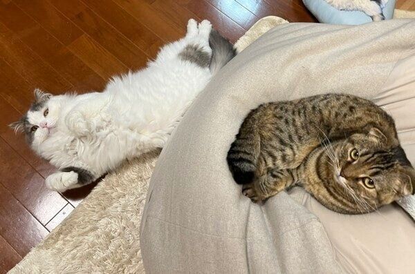 まったりするおすしくん、まつたけちゃん