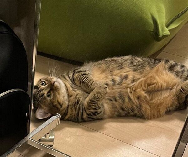 上を向いてぼ〜っとするもなちゃん