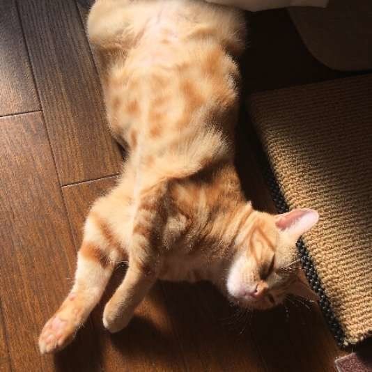 レッドタビーのアメリカンショートヘア