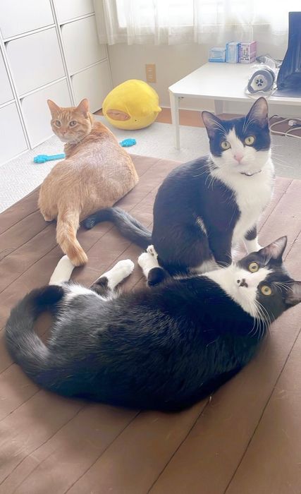 飼い主を見つめる3匹の猫