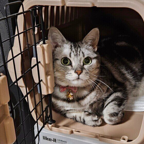 キャリーケースの中でくつろぐアメリカンショートヘア