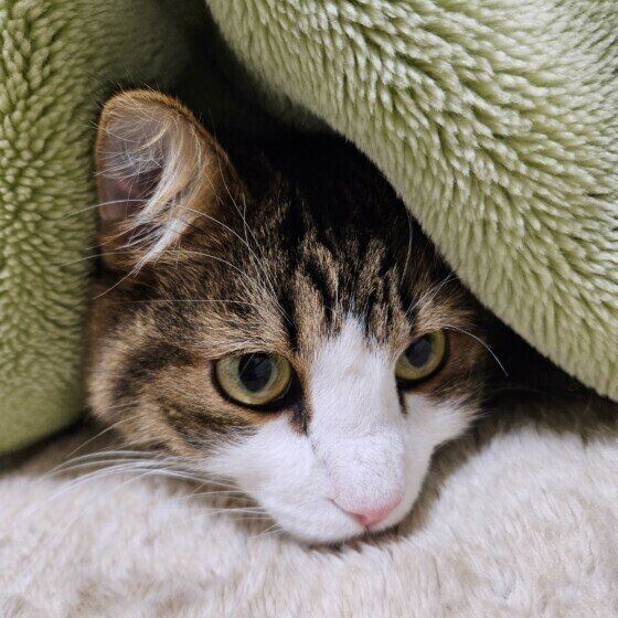 ノルウェージアンフォレストキャットのノアちゃん