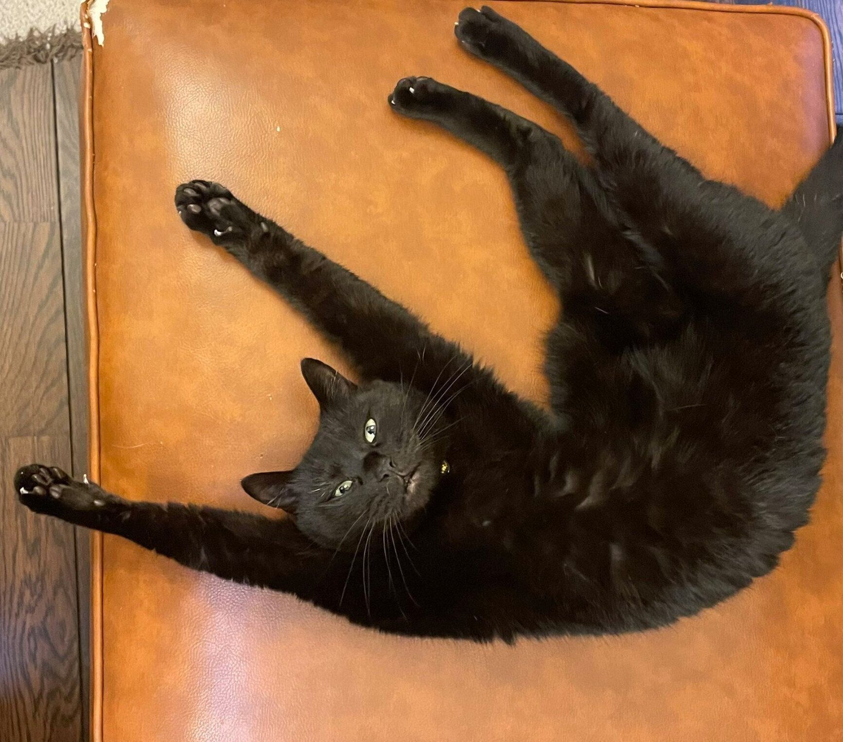 ヘソ天&バンザイポーズをするトトちゃん