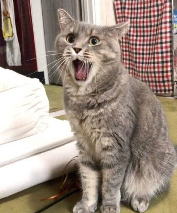 口を大きく開けるあぽろくん