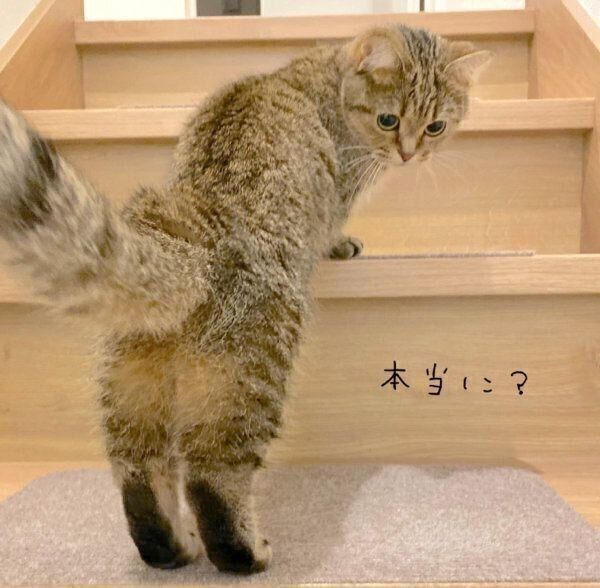 振り返るきなこちゃん