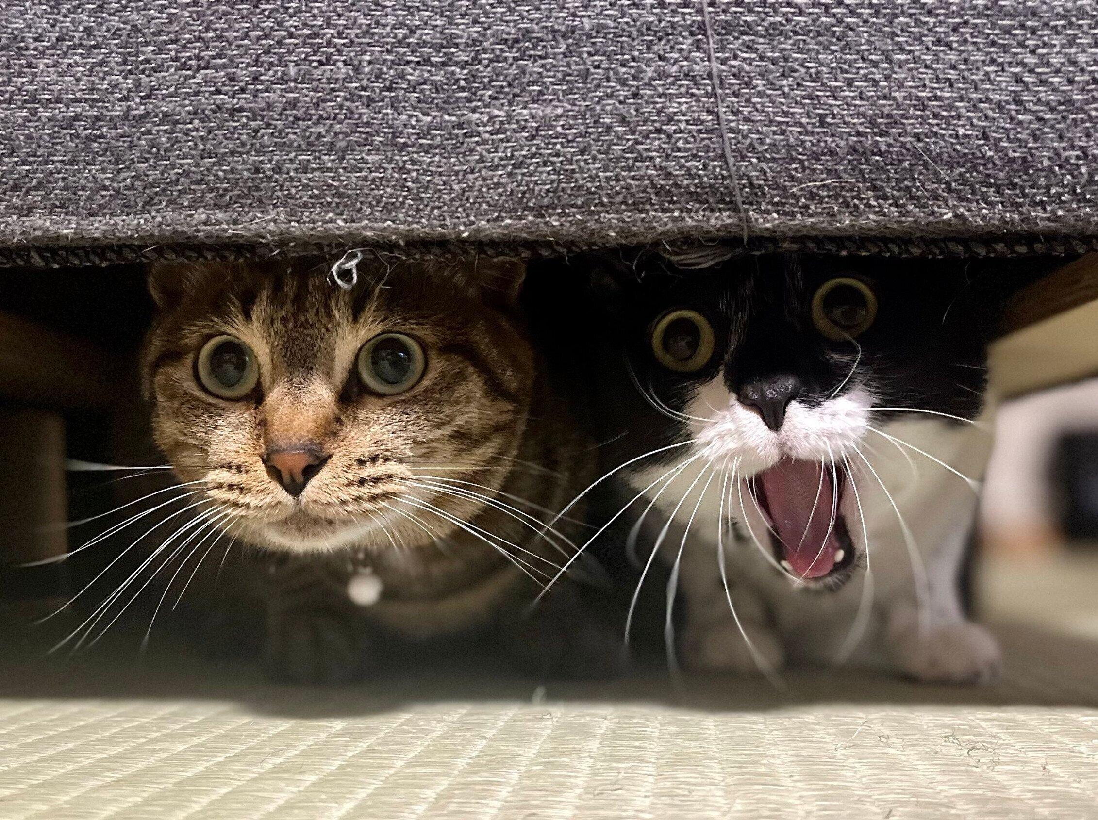 掃除機をしているときに仲良く隠れるふれあくん、カン吉くん