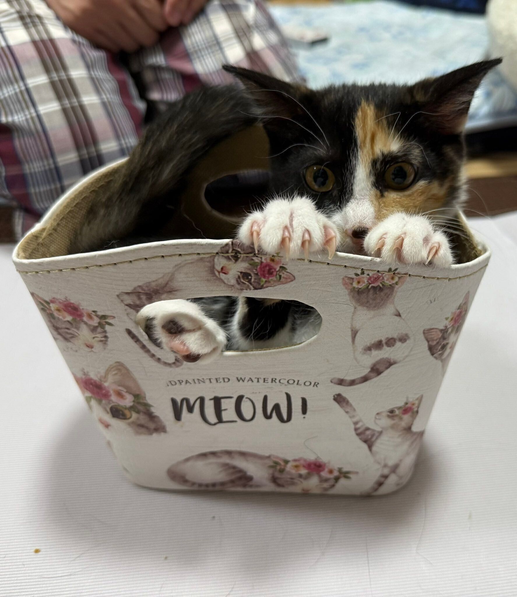 箱に入るまりもちゃん