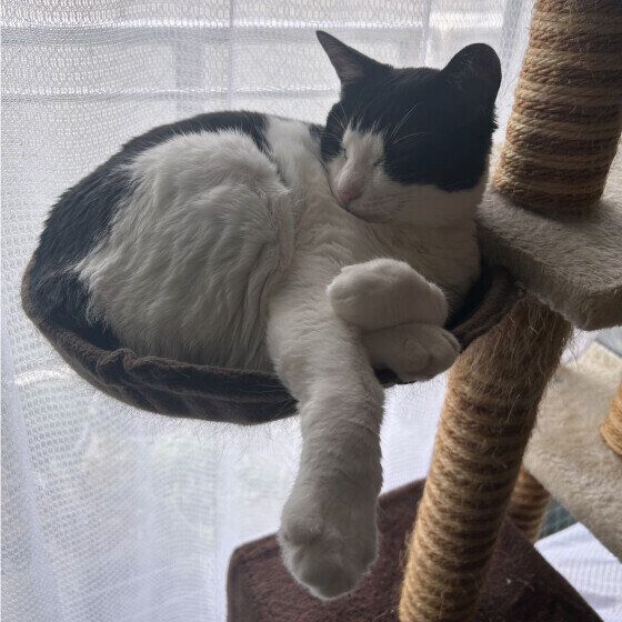 キャットタワーでまるまるてんちゃん