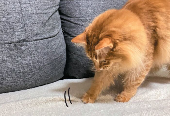 寝床をほるレオくん