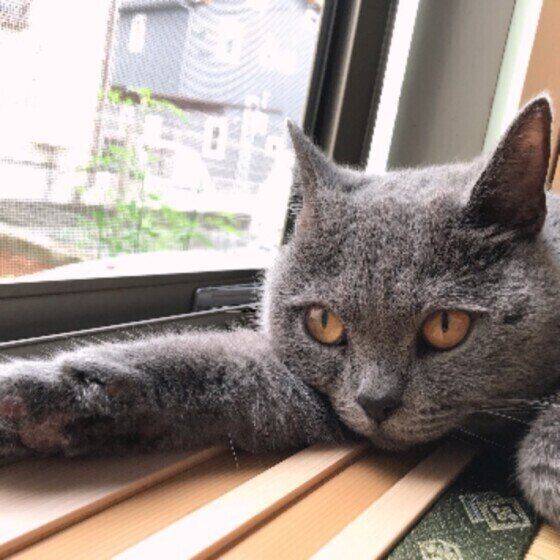 シャルトリュー