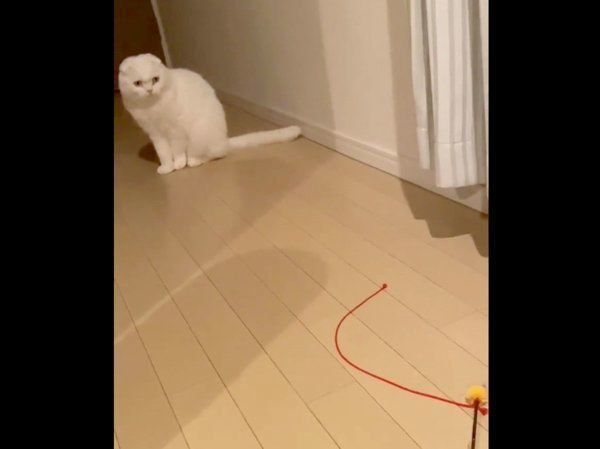 謎のジャンプをするむくちゃん